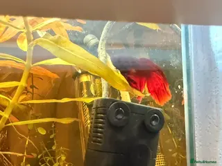 Bettas fish Berra fish red - Advert 1