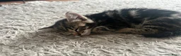 Bengal cats for sale: Beautiful Bengal × Norwegian Forest Kittens in Wallington - Advert 4