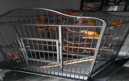 Conures birds for sale: Pineapple conure + full set up - Image 5