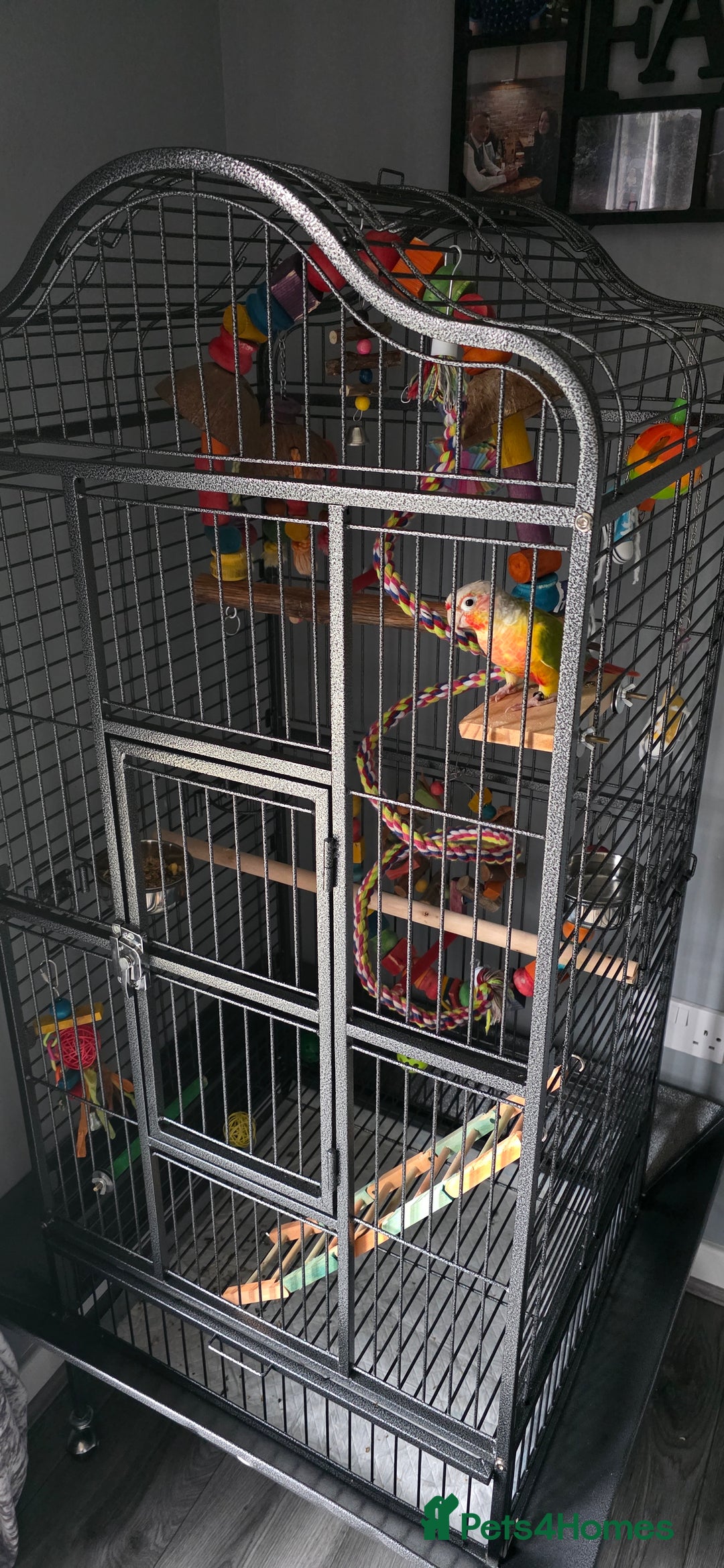 Conures birds for sale: Pineapple conure + full set up - Image 5