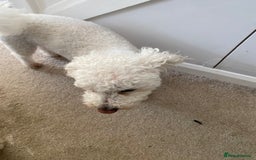 Bichon Frise dogs for sale: 💛Shih Tzu & Bichon Frise, 12 years old) 💛 - Image 4