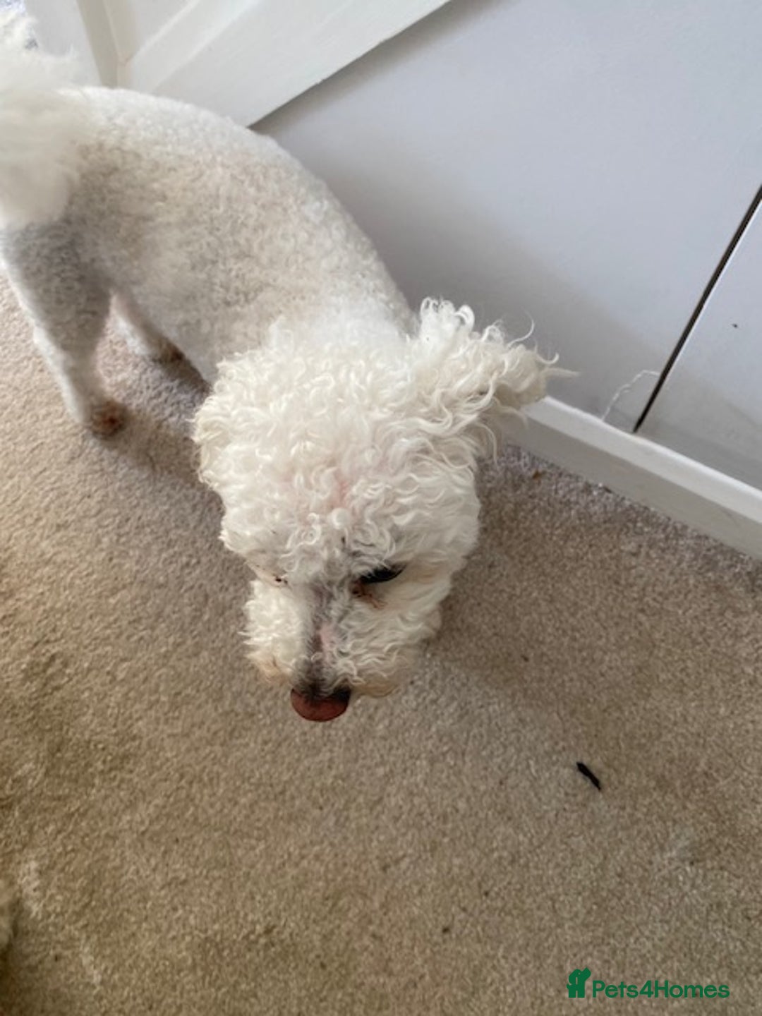 Bichon Frise dogs for sale: 💛Shih Tzu & Bichon Frise, 12 years old) 💛 - Image 4