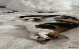 Mixed Breed cats for sale: 2 year old calico female  - Image 2