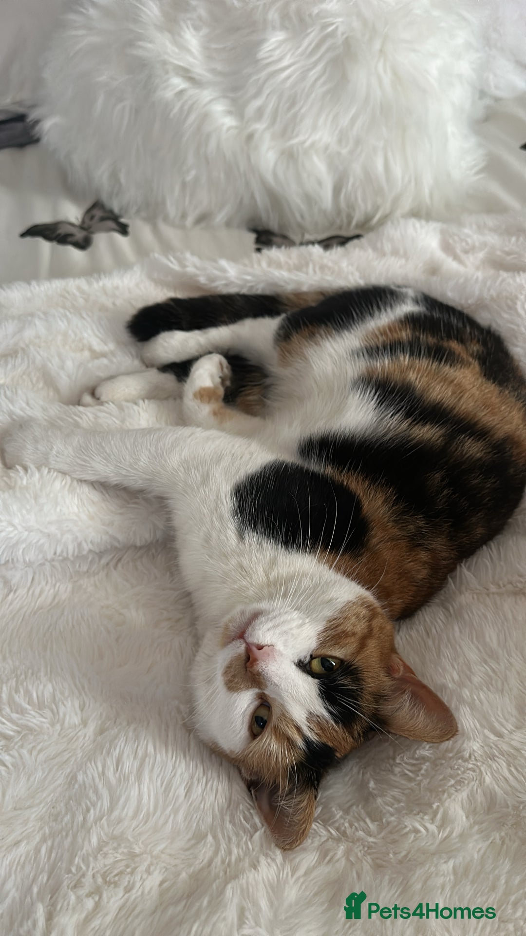 Mixed Breed cats for sale: 2 year old calico female  - Image 2