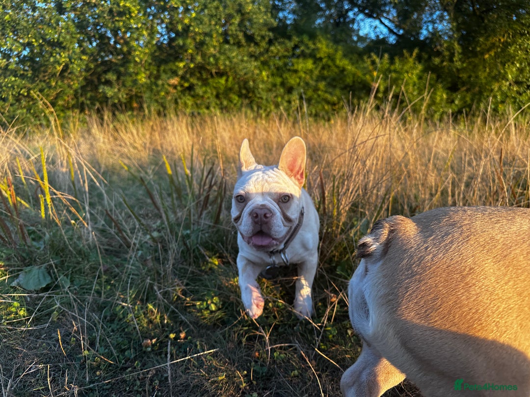 French Bulldog dogs for sale: Little Juno… - Image 1