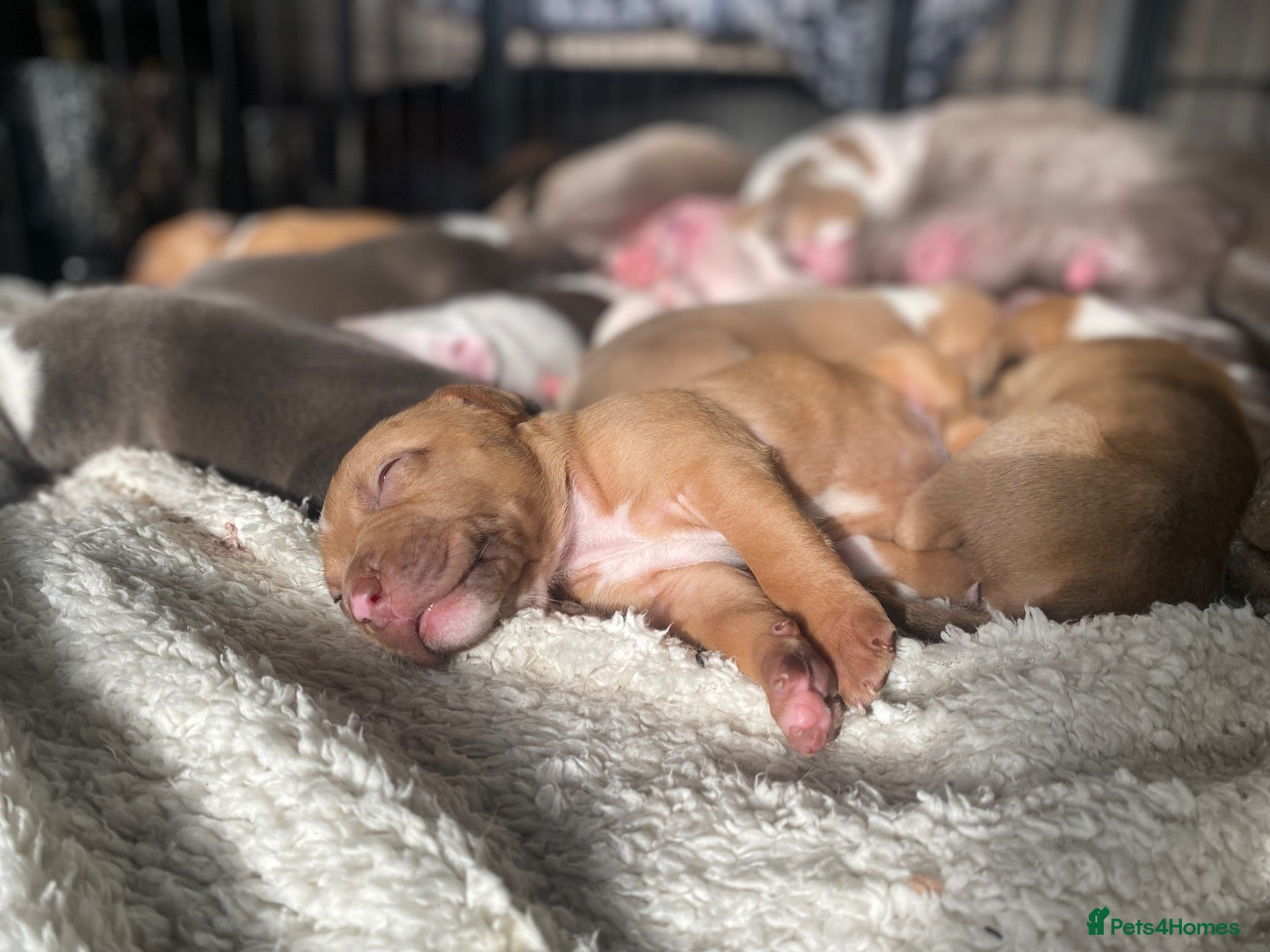 Mixed Breed dogs 9 beautiful staffy cane corso pups 😍 - Advert 5