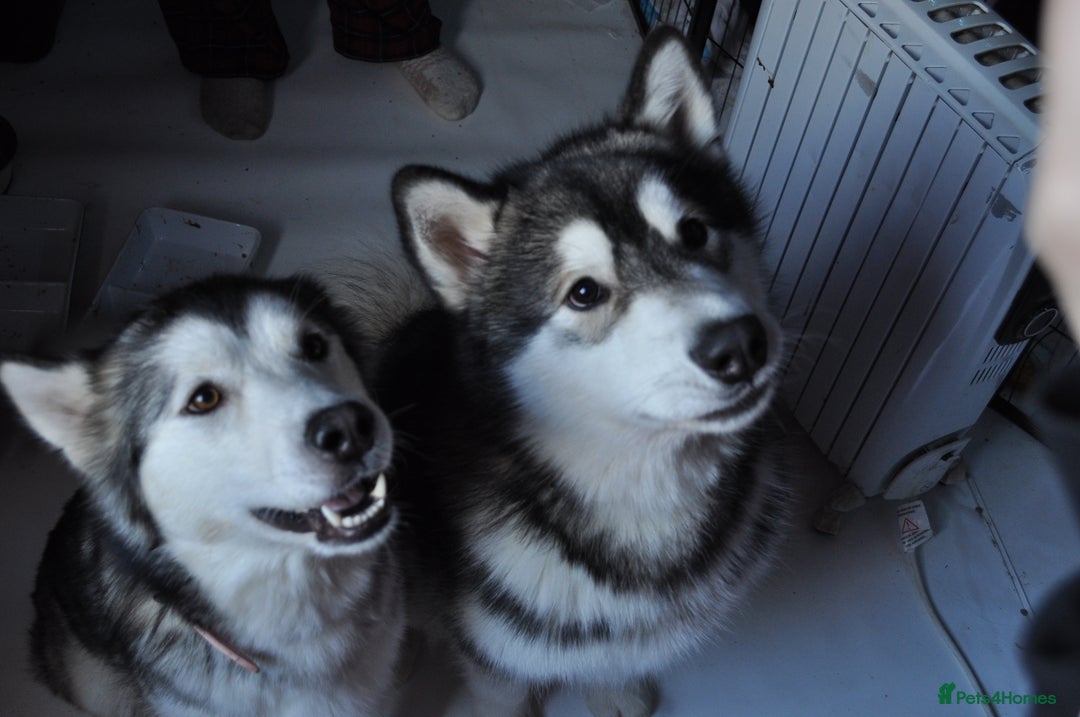 Alaskan Malamute dogs for sale: Alaskan Malamute Puppies - Advert 7