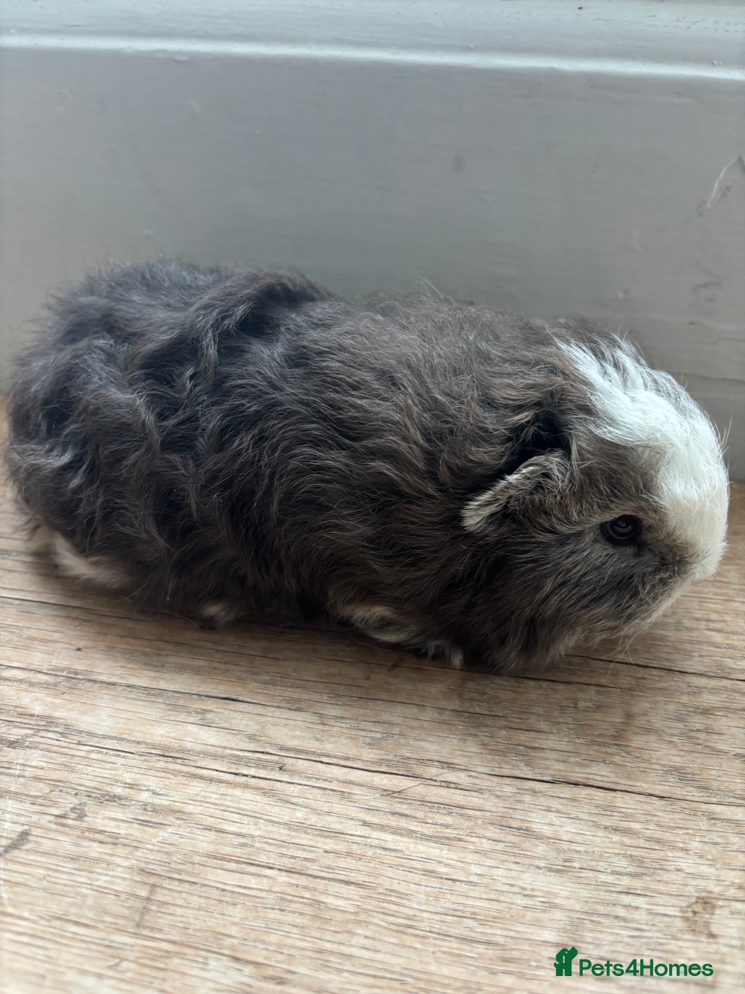 Guinea Pig rodents for sale: Proven Swiss Boar 9 months and son - Advert 8