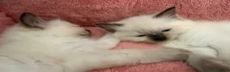 Ragdoll cats for sale: Ragdoll - Advert 15