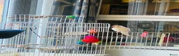 Parakeets birds for sale: Beautiful White Parakeet male Semi tame playful  - Advert 6