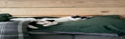 Mixed Breed cats for sale: Black and white cat  - Advert 4