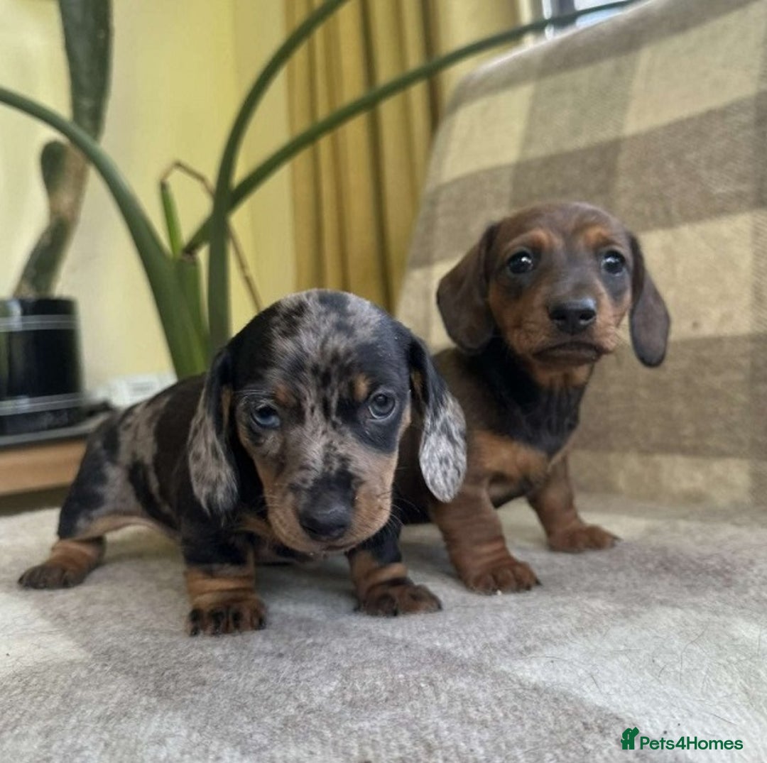 Miniature Dachshund dogs for sale: Pretty silver dapple doxies get urs home - Image 4