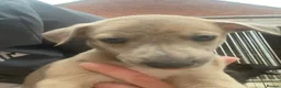 Mixed Breed dogs for sale: Saluki grayhound x kc whippet  - Advert 14