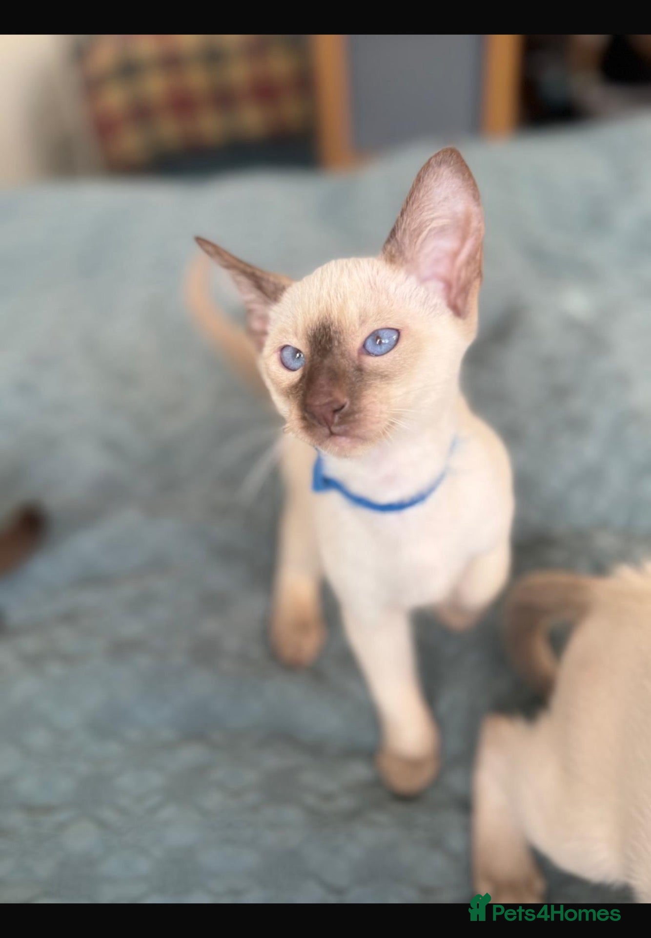 Siamese cats Georgeous Siamese kittens - Advert 2