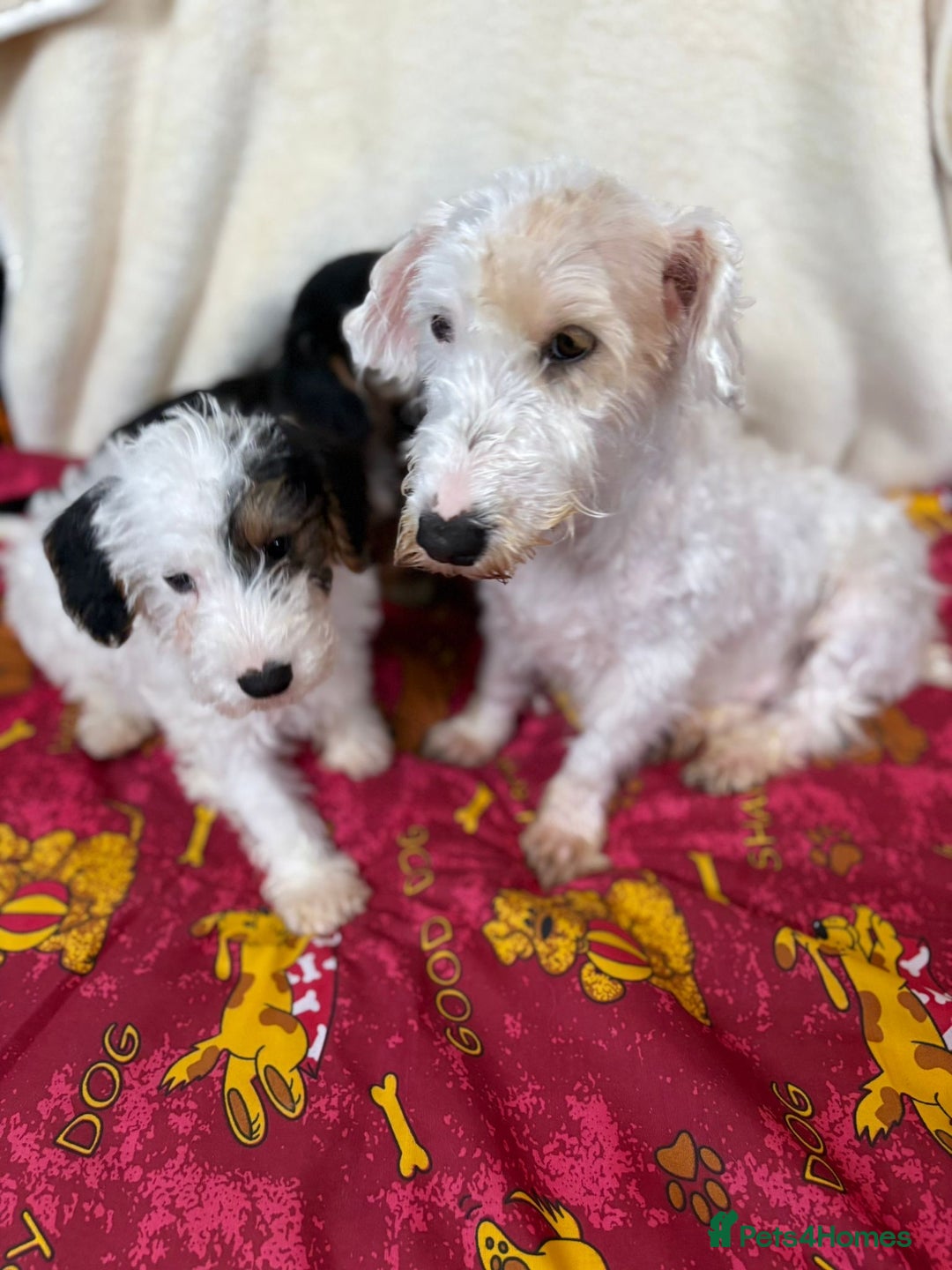 Mixed Breed dogs for sale: Beautiful Sealyham x poodle puppies  - Advert 9
