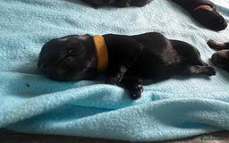Miniature Schnauzer dogs for sale: Miniature Schnauzer Puppies - Image 11