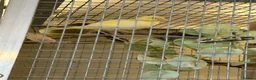 Canaries birds for sale: FIFE CANARY'S - Advert 10