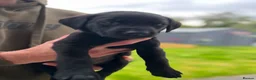 Labrador Retriever dogs for sale: Stunning lab puppies  - Advert 13