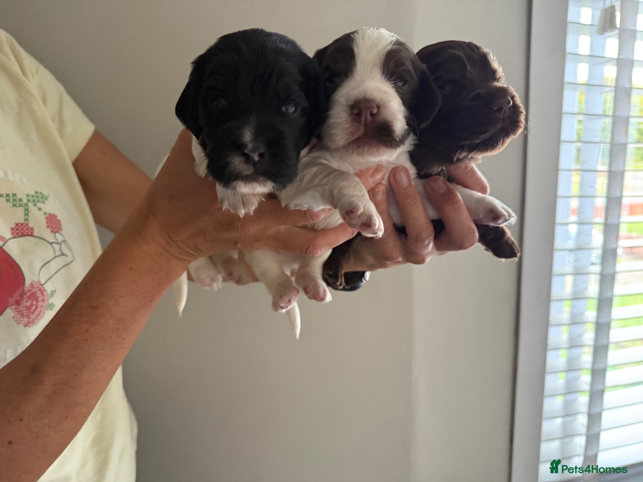 Cocker Spaniel dogs cocker spaniels  - Advert 2