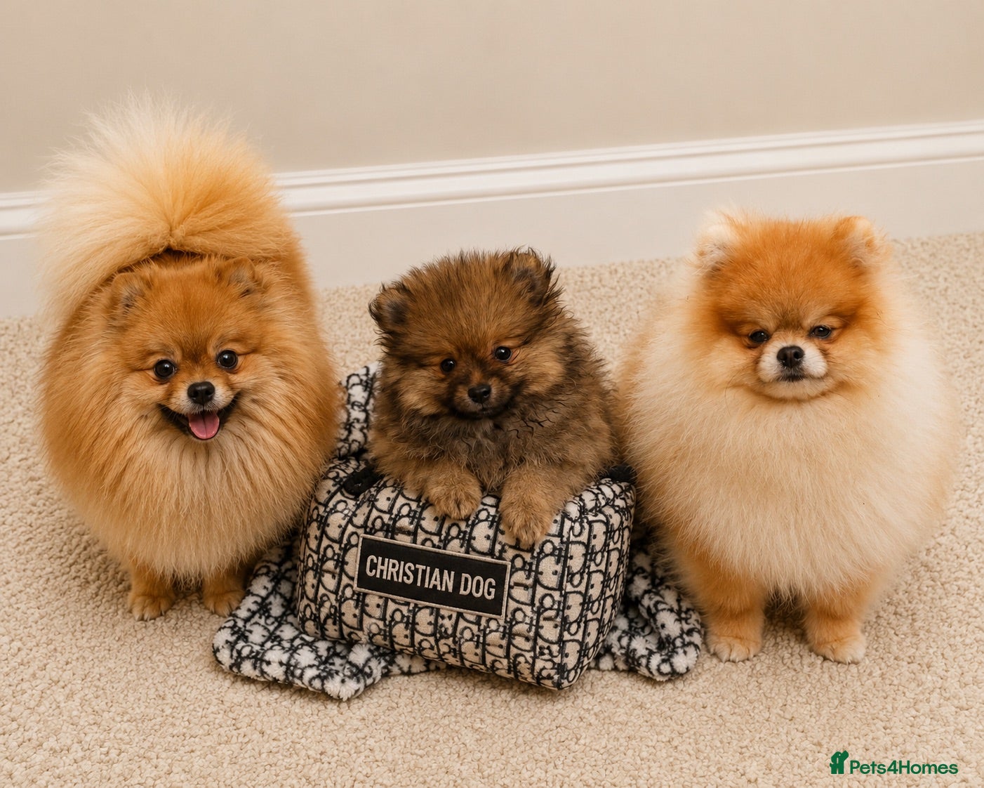 Pomeranian dogs Pomeranian puppy - Advert 9