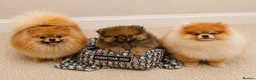 Pomeranian dogs for sale: Pomeranian puppy - Advert 4