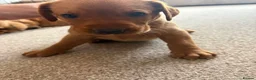 Labrador Retriever dogs for sale: Stunning Fox Red Working Labrador Retriever  in Bolton - Advert 18