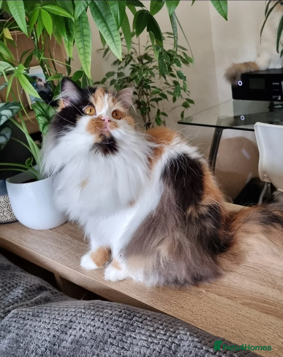 British Longhair cats for sale: ⭐Active girl for Show & Breeding - Advert 1