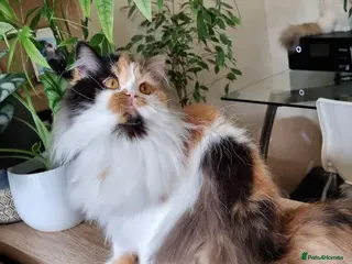 British Longhair cats ⭐Active girl for Show & Breeding - Advert 5