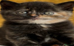 Norwegian Forest Cat cats for sale: Norwegian forest x bengal - Image 1