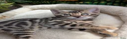Bengal cats for sale: Bengal kittens in Essex TICA registered purebred  in Colchester - Advert 7