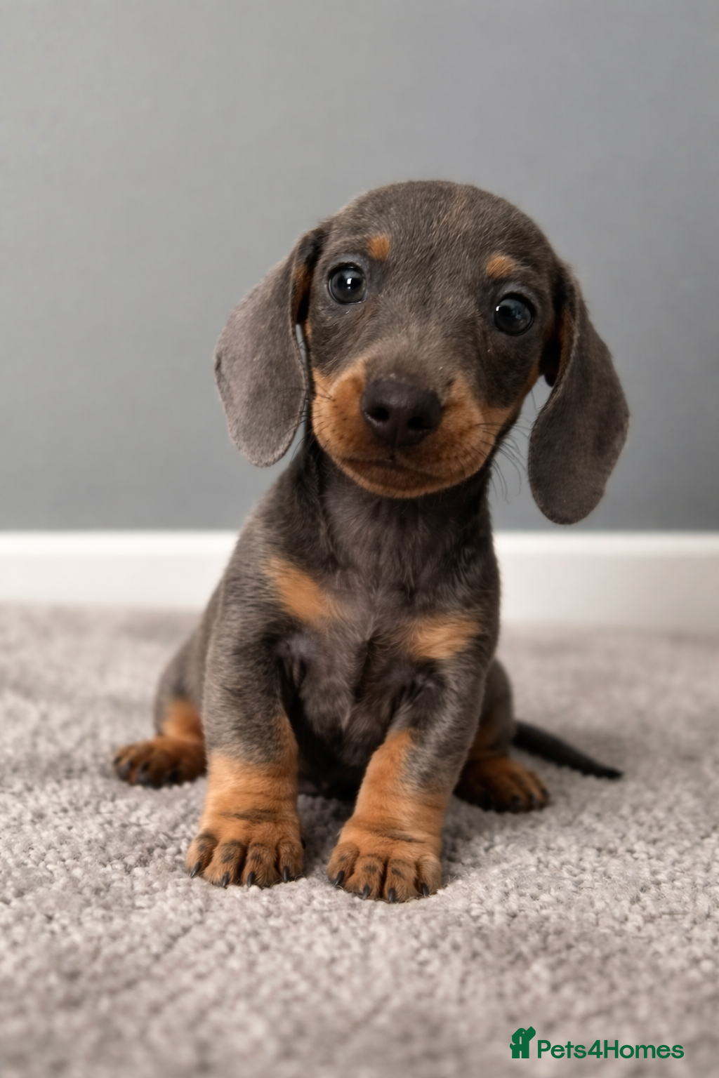 Miniature Dachshund dogs Miniature dachshund puppies 1 female left xx - Advert 8