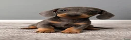 Miniature Dachshund dogs for sale: Miniature dachshund puppies READY NOW xx - Advert 3
