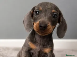 Miniature Dachshund dogs Miniature dachshund puppies 1 female left xx - Advert 18