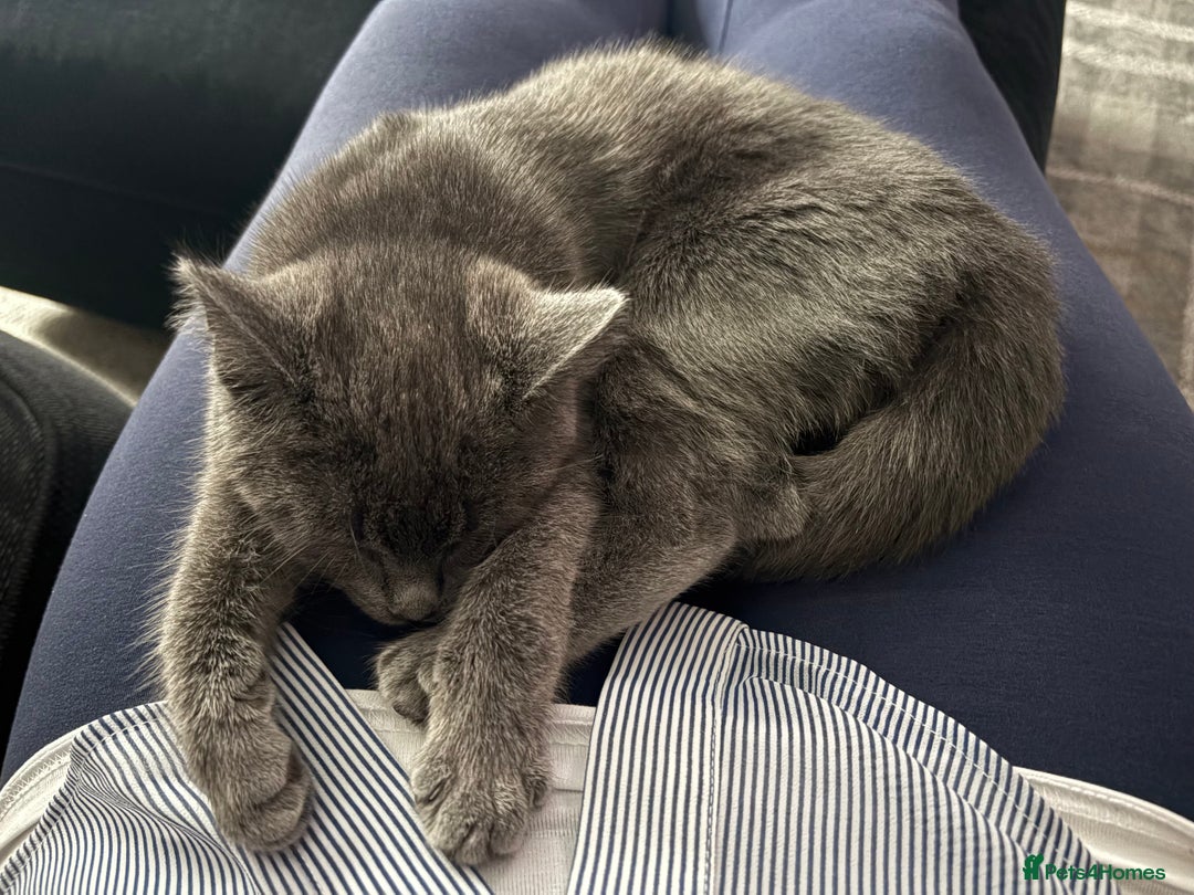 Chartreux cats for sale: Female Kitten For Sale  - Image 5