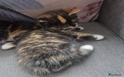Mixed Breed cats for sale: 5 beautiful kittens 4 female 1 male - Image 8