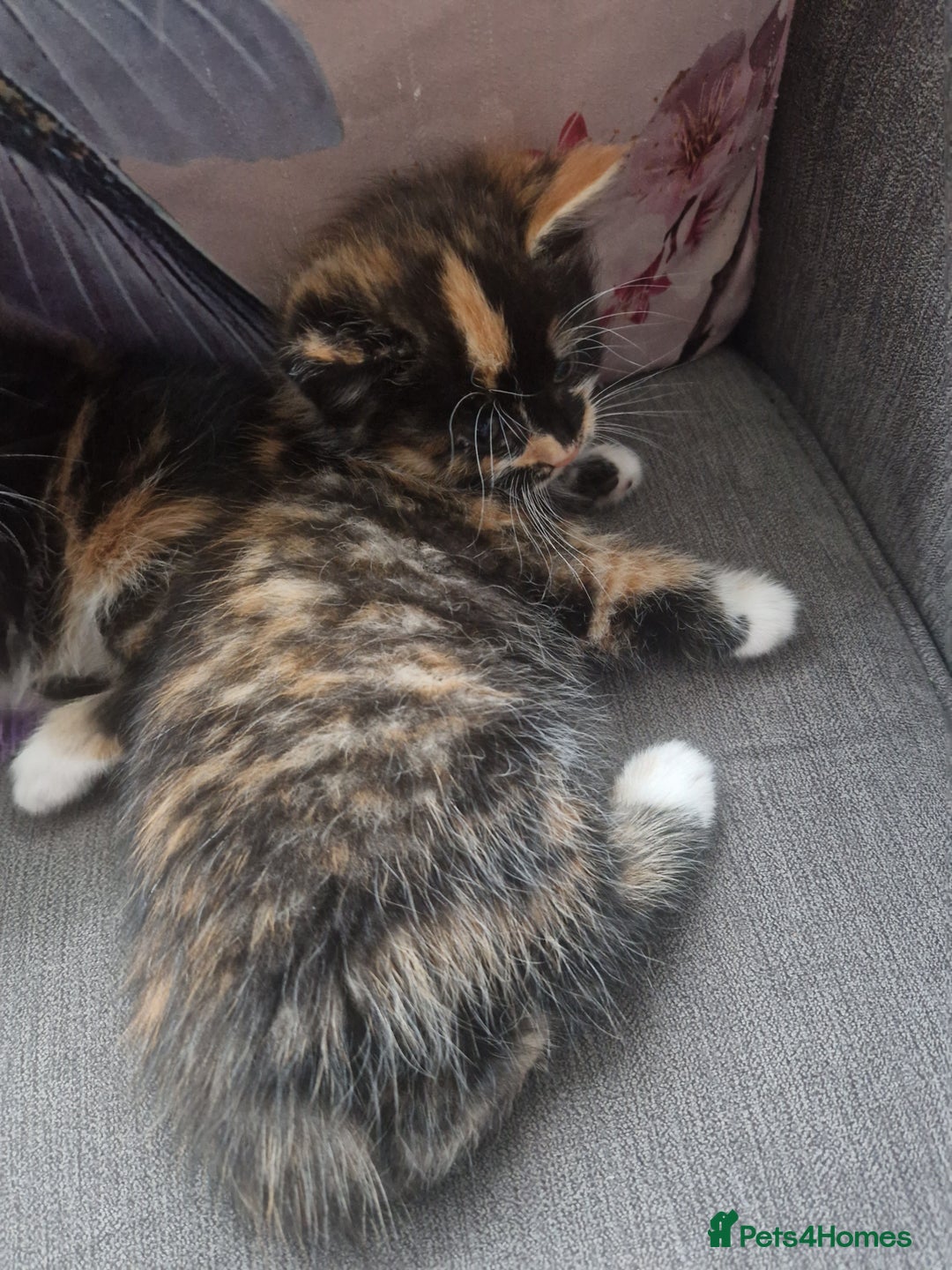 Mixed Breed cats for sale: 5 beautiful kittens 4 female 1 male - Image 8