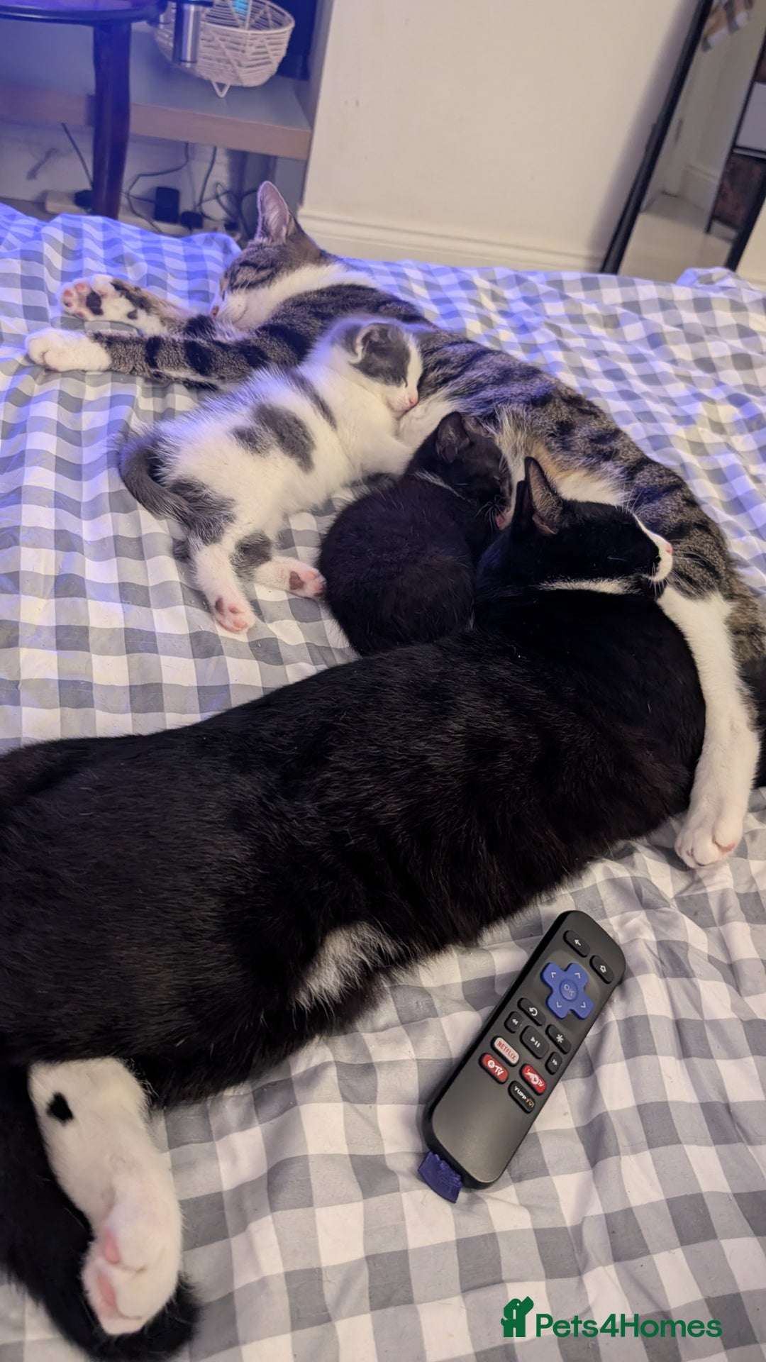 Mixed Breed cats for sale: Duo Kittens - Image 8