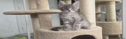 Maine Coon cats for sale: Maine Coon Kitten ready - Advert 5