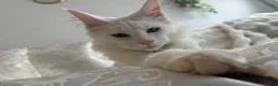 Maine Coon cats for sale: White female Maincoon  - Advert 4