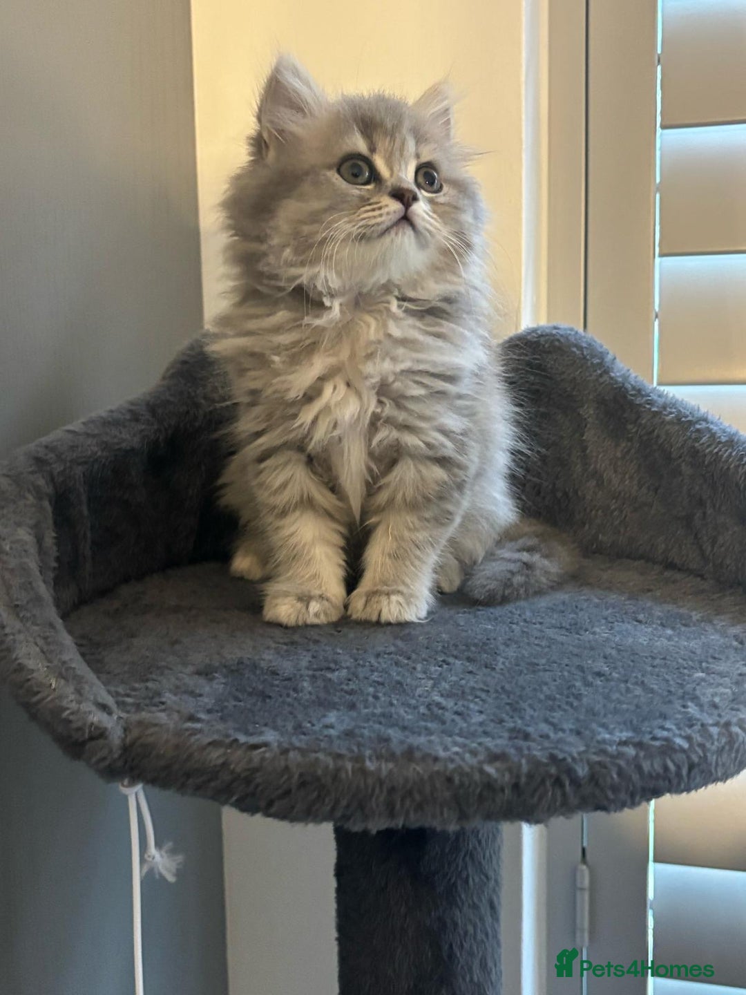 Brazilian Shorthair cats for sale: British short hair stunning 😍  - Image 4