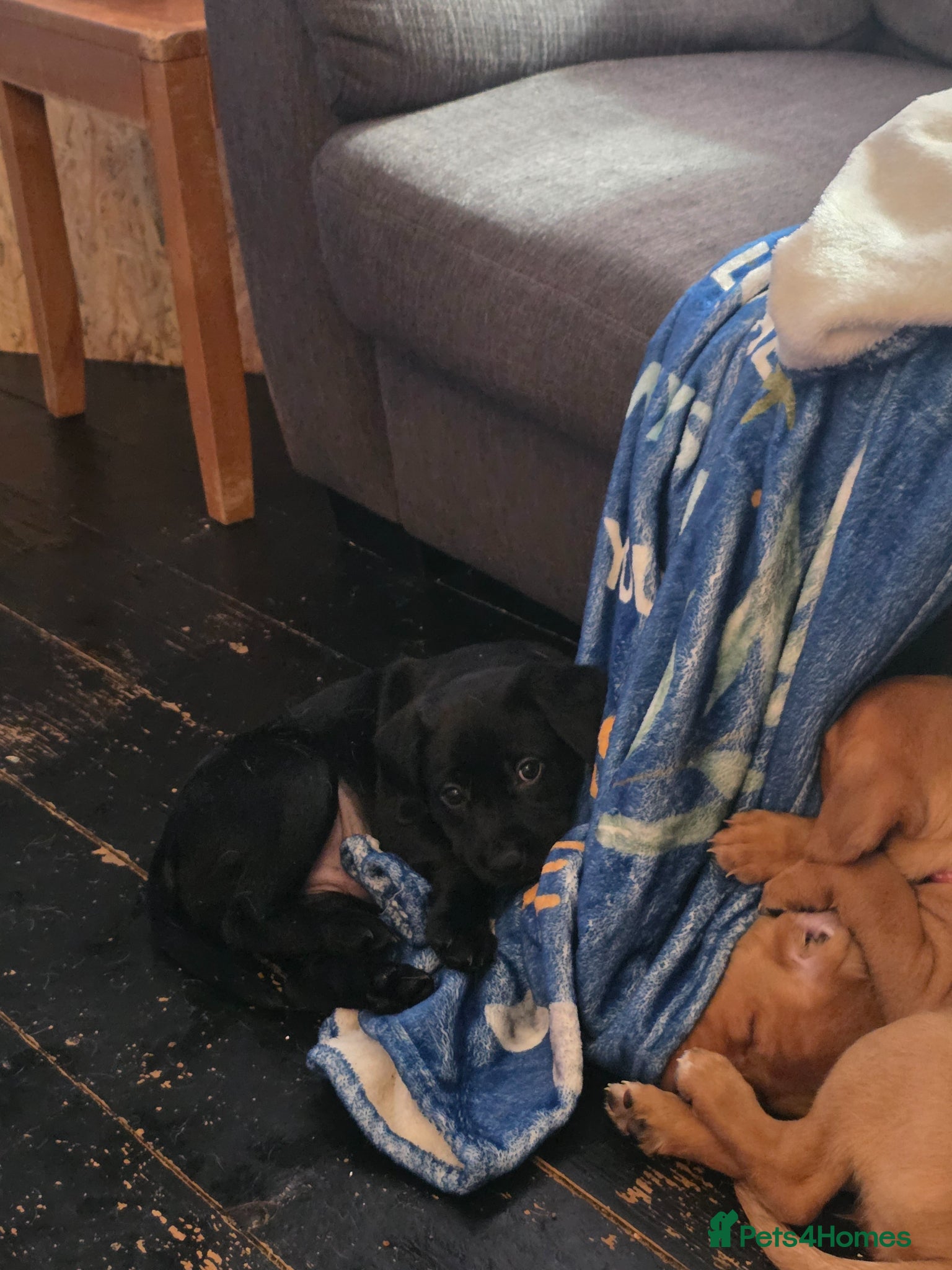 Labrador Retriever dogs for sale: 2 Non KC Labrador puppies in Withernsea - Advert 10
