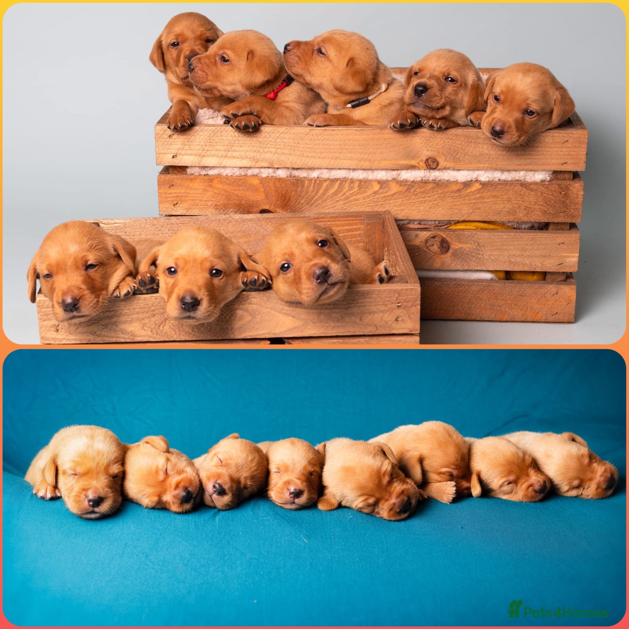 Labrador Retriever dogs KC registered Fox Red Lab Puppies due April 2026 - Advert 1