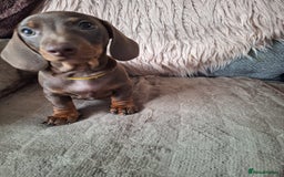 Dachshund dogs for sale: x2 Miniature Dachshund pups for sale  - Image 8