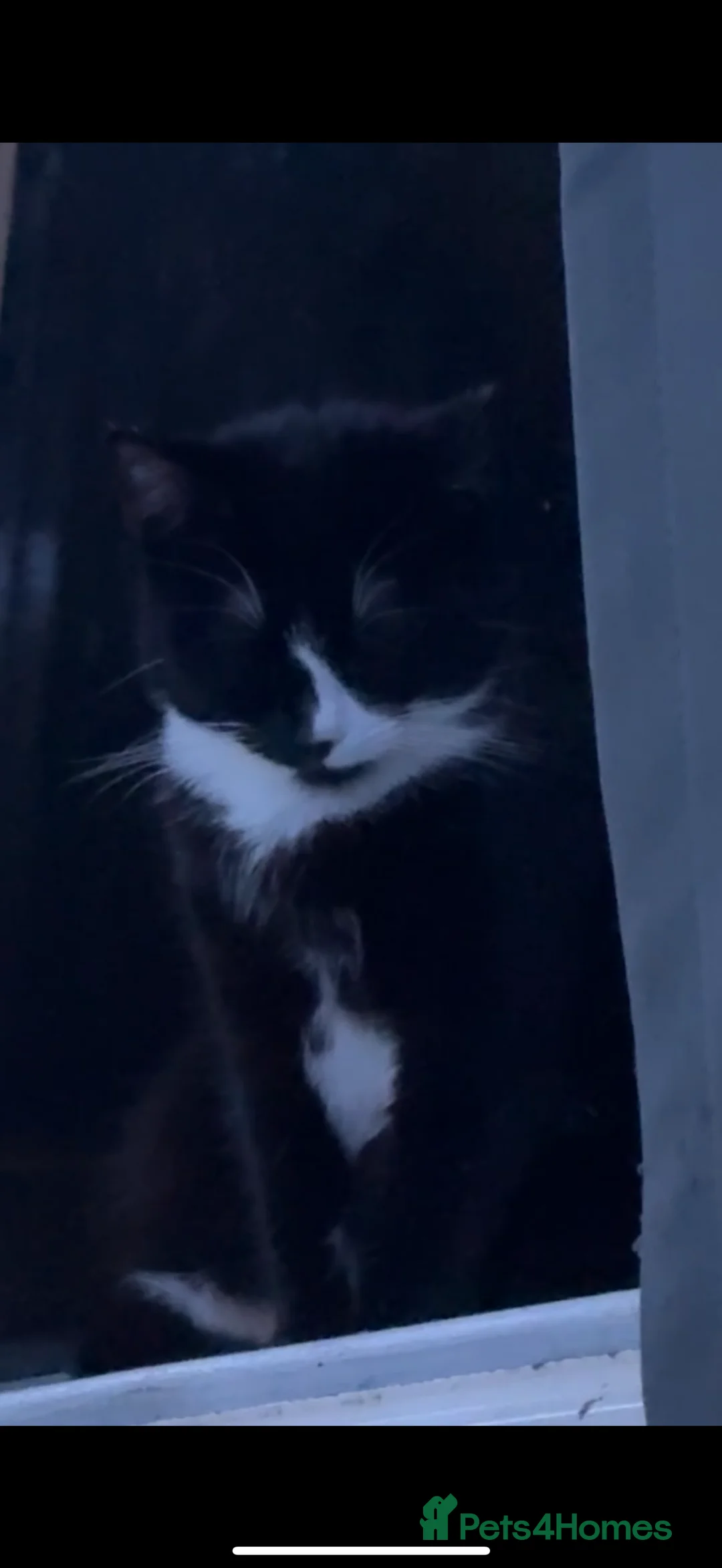 Bombay cats for sale:  NALA - Advert 12