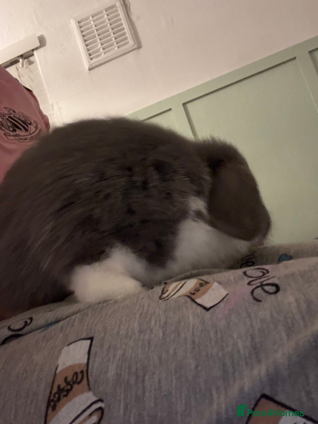 Mini Lop rabbits for sale: 2 rabbit for sale with all they need  - Advert 2