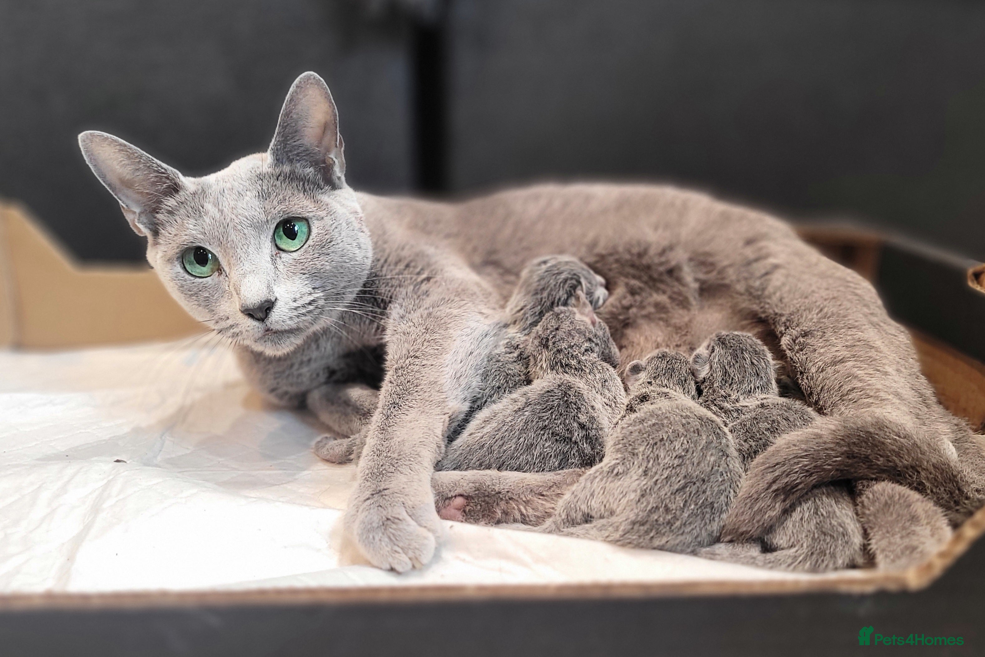 Russian Blue cats Pure Russian Blue kittens for sale  - Advert 2