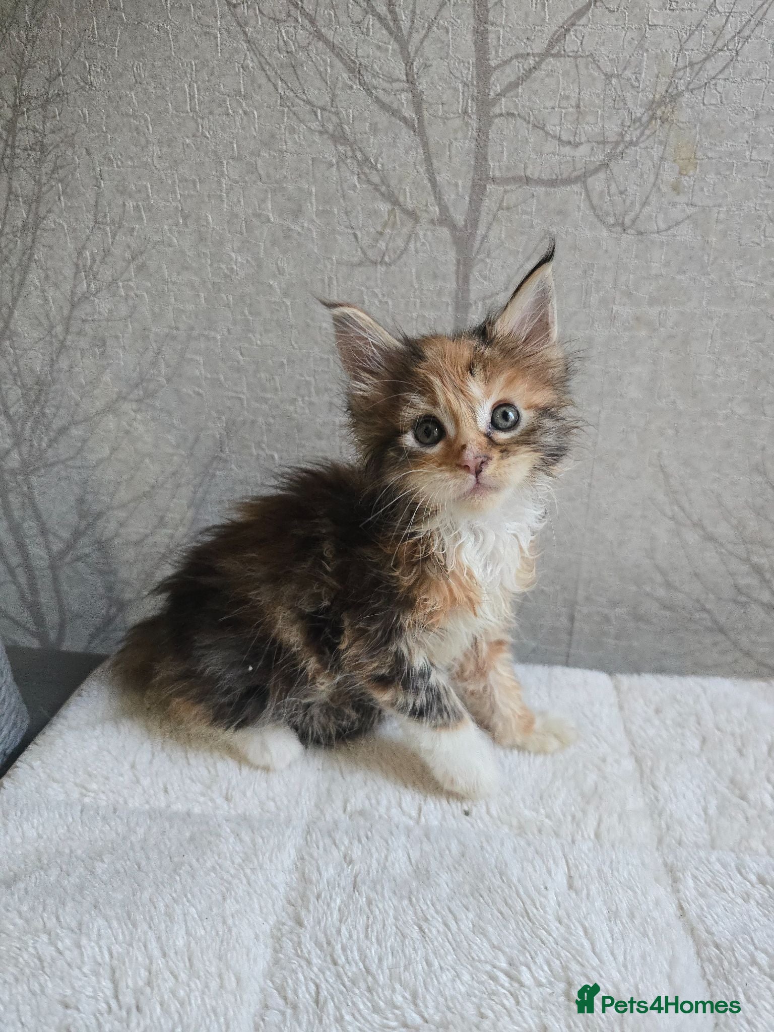 Maine Coon cats Beautiful Maine Coon Kittens  - Advert 1