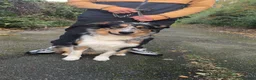 Border Collie dogs for stud: BORDER COLLIE STUD AVAILABLE in Prescot - Advert 1