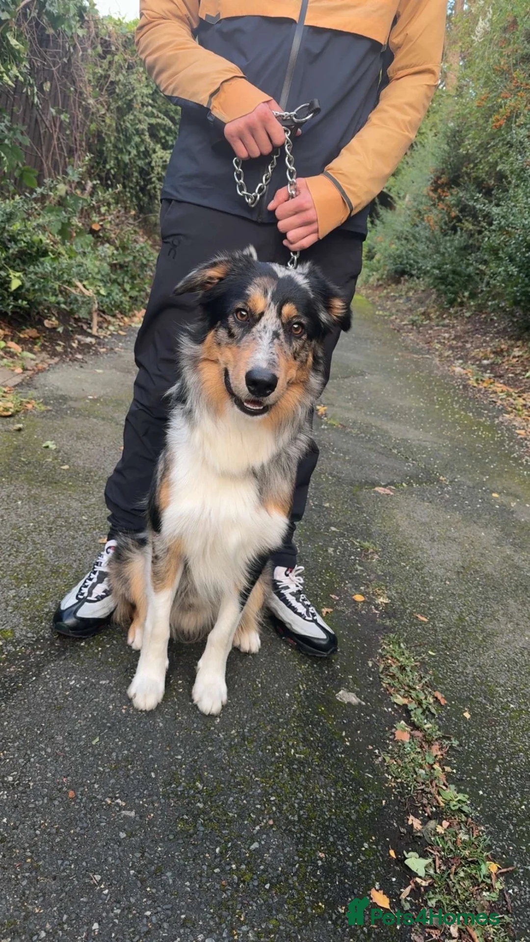 Border Collie dogs for stud: BORDER COLLIE STUD AVAILABLE in Prescot - Advert 1