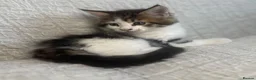 Maine Coon cats for sale: STUNNING MAINE COON KITTENS - Advert 18